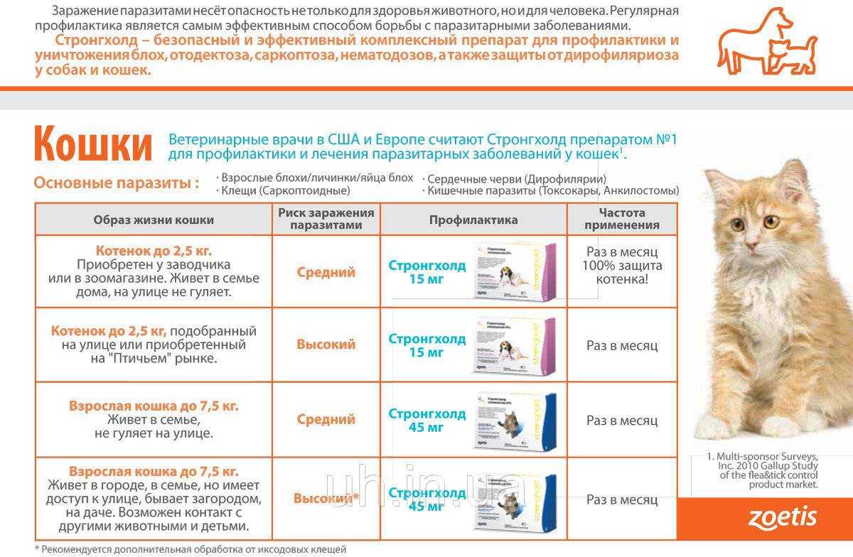 Как проглистогонить кошку: все о дегельминтизации кошек и котят, лечебные и профилактические меры