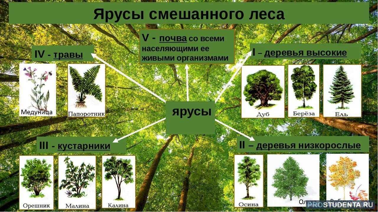 Характеристика и положение природных зон, почв россии на карте мира