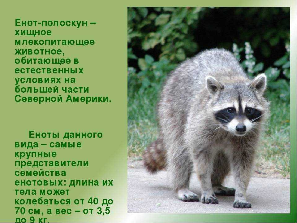 Енот-полоскун – бандит в маске. фото и описание енота-полоскуна