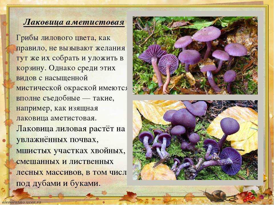 Паутинник гриб, фото, описание гриба