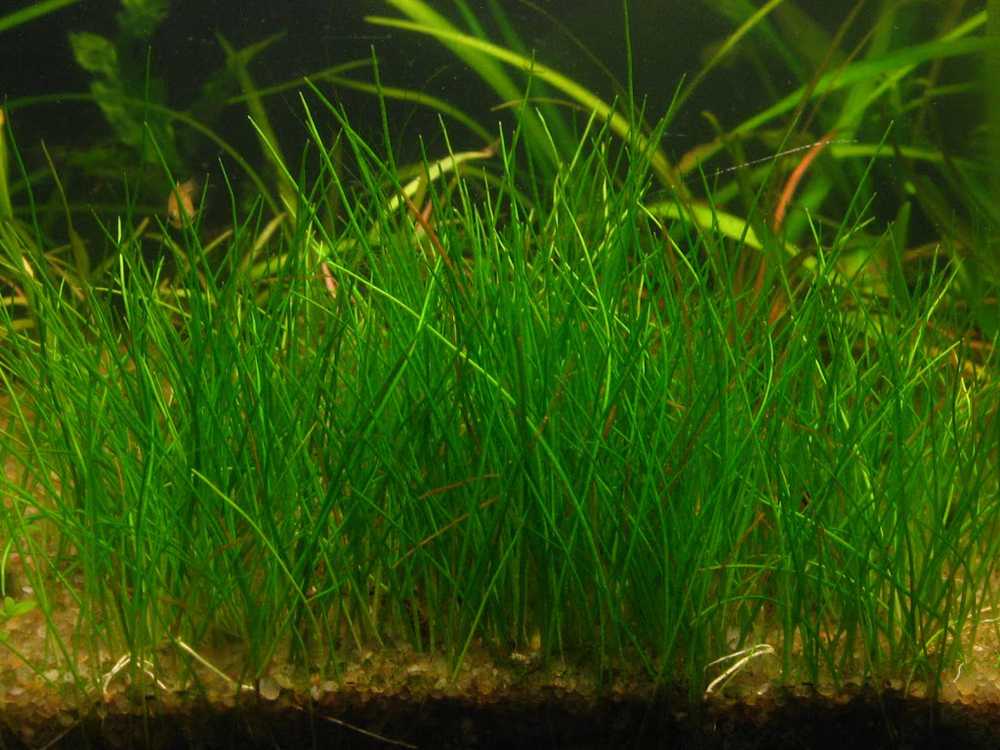 Элеохарис (eleocharis acicularis): описание, содержание, фото и отзывы