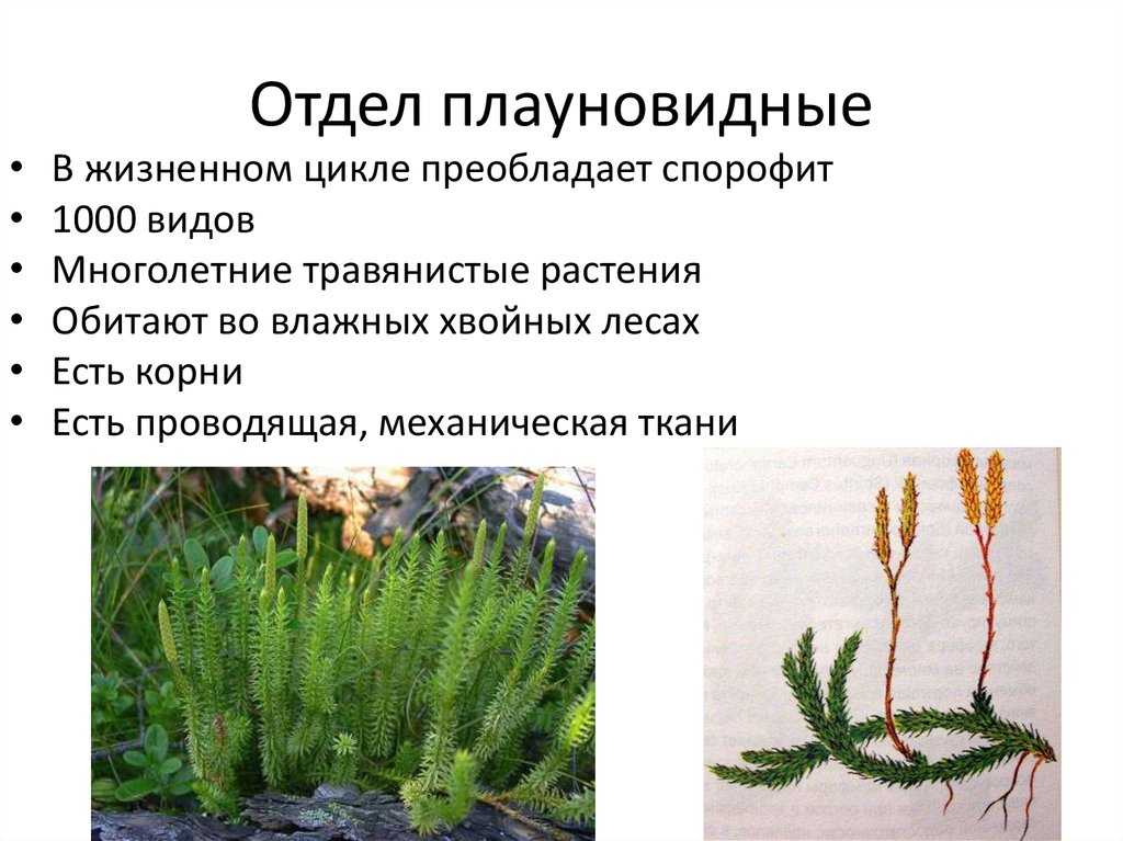 Представители плауновидных растений