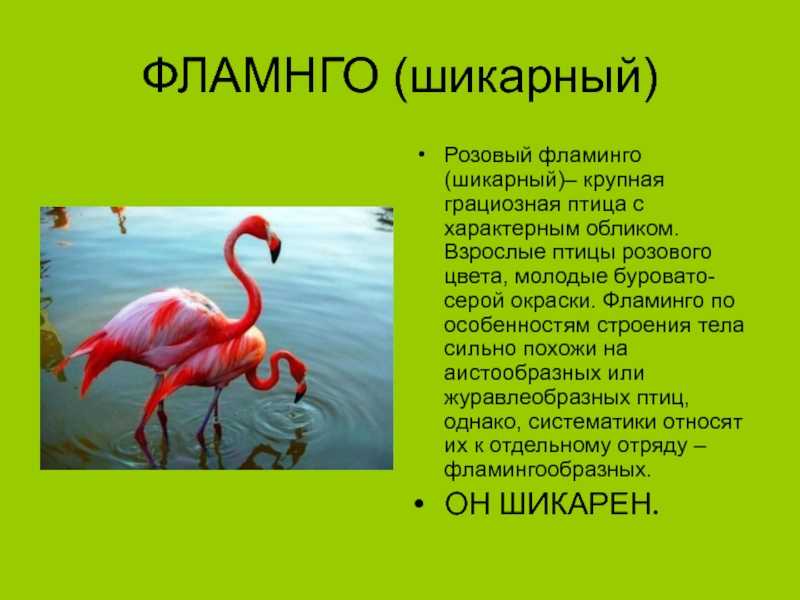 Доклад-сообщение фламинго 3 класс окружающий мир