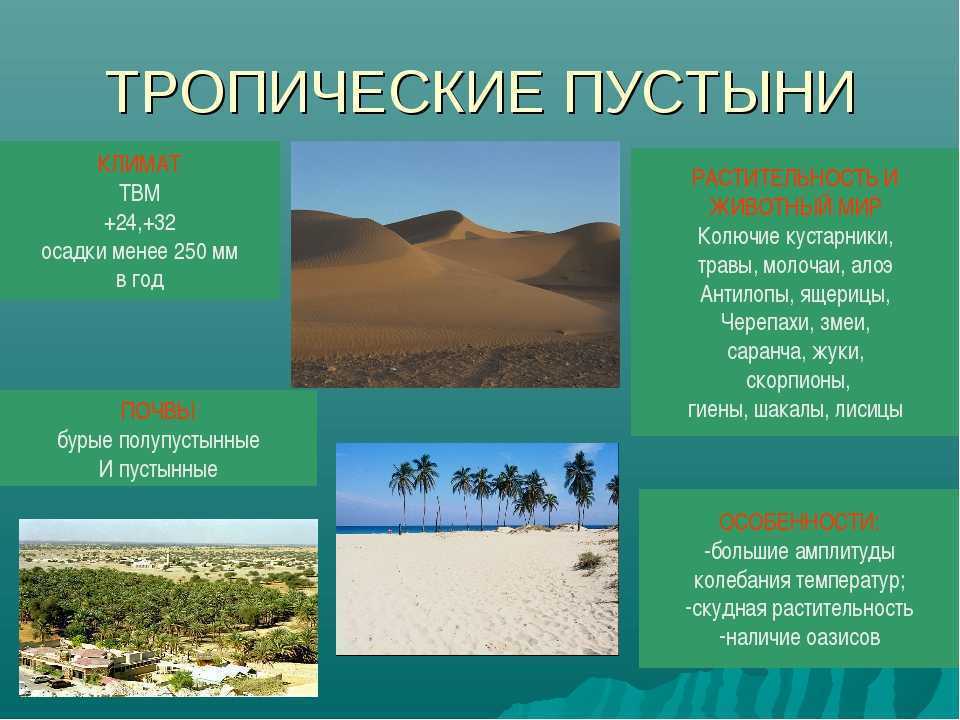 25 животных африканской саванны и их характеристики
