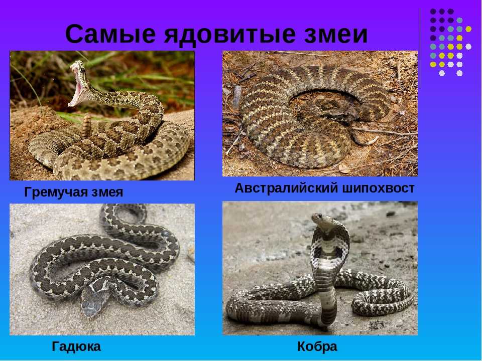 Имена для собак - яркие клички для щенков мальчиков и девочек - планета мир