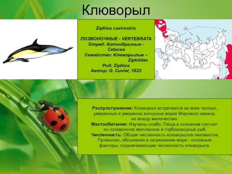 Китоглав птица. образ жизни и среда обитания птицы китоглав