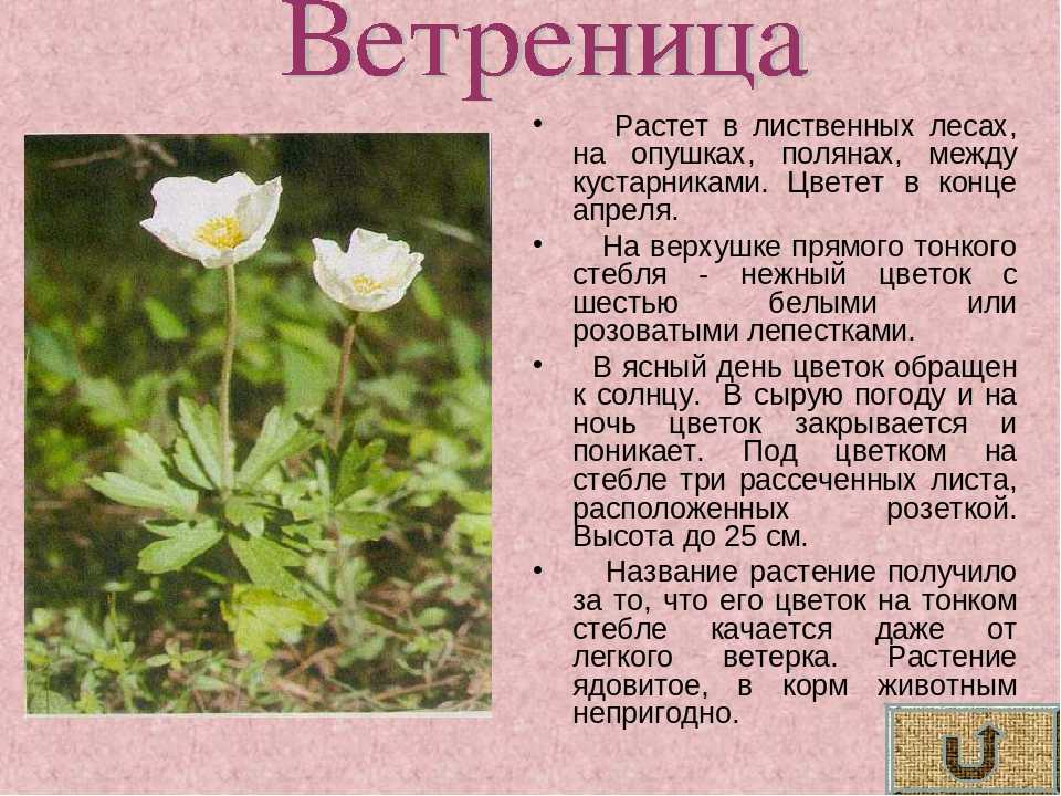 Ветреница лесная (псковской области) – красная книга по – кратко описание, фото » окружающий мир: уроки, полезные материалы для детей