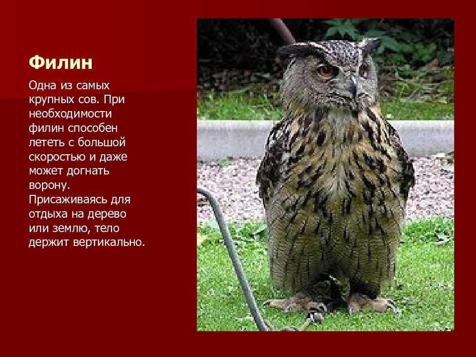 Хищные птицы оренбургской области