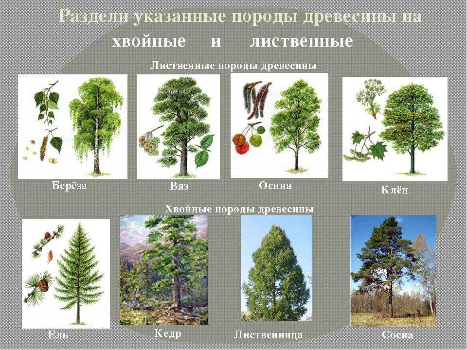 Деревья подмосковья: фото и название, определение по листьям | полезные растения