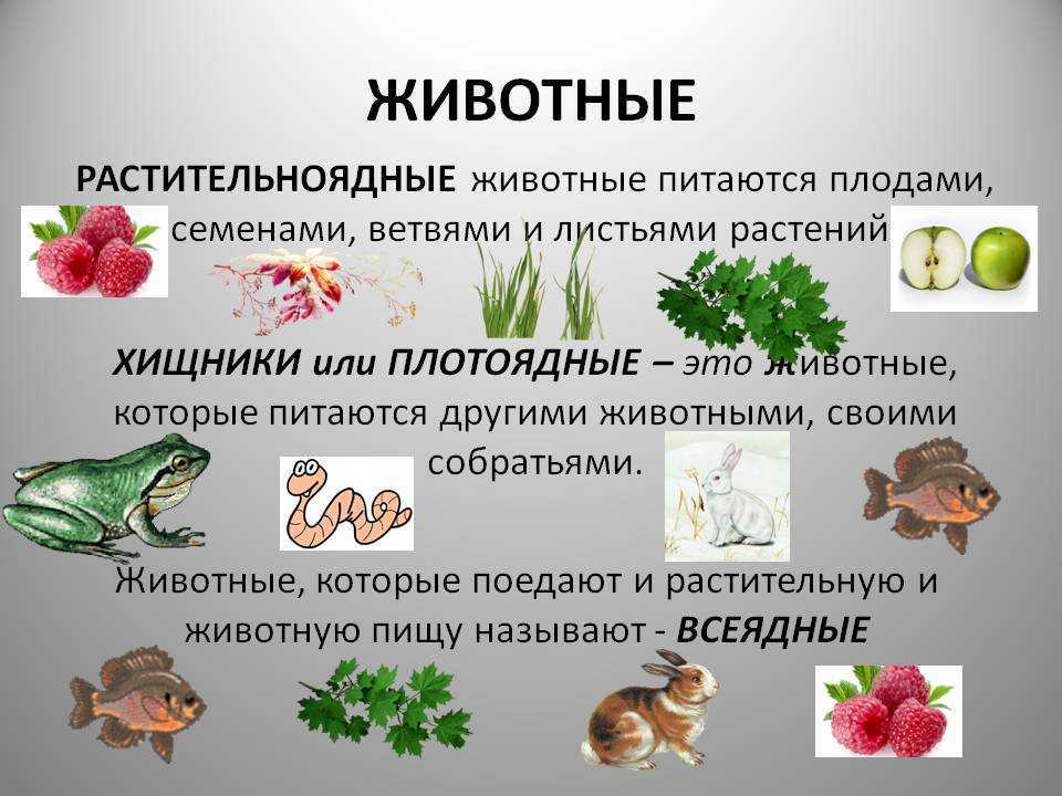 Хищные - млекопитающие | некоммерческий учебно-познавательный интернет-портал зоогалактика