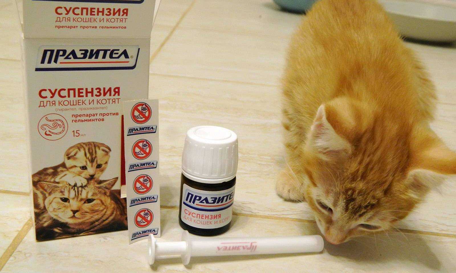 Внутренние паразиты у кошек: описание, виды, симптомы, лечение, профилактика