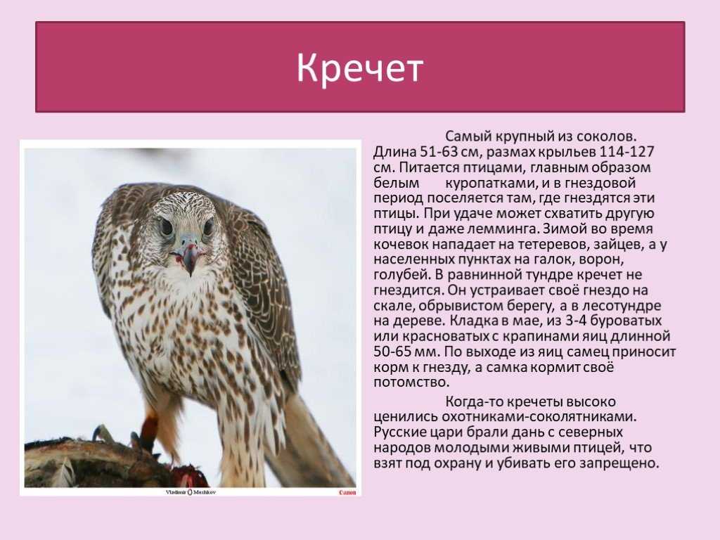 Редкие и исчезающие кулики (ю. блохин) [1984 - - охотничьи просторы 41. альманах]