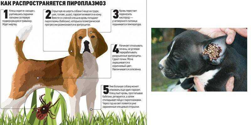 Пироплазмоз у собак - симптомы, лечение препаратами, последствия, профилактика бабезиоза