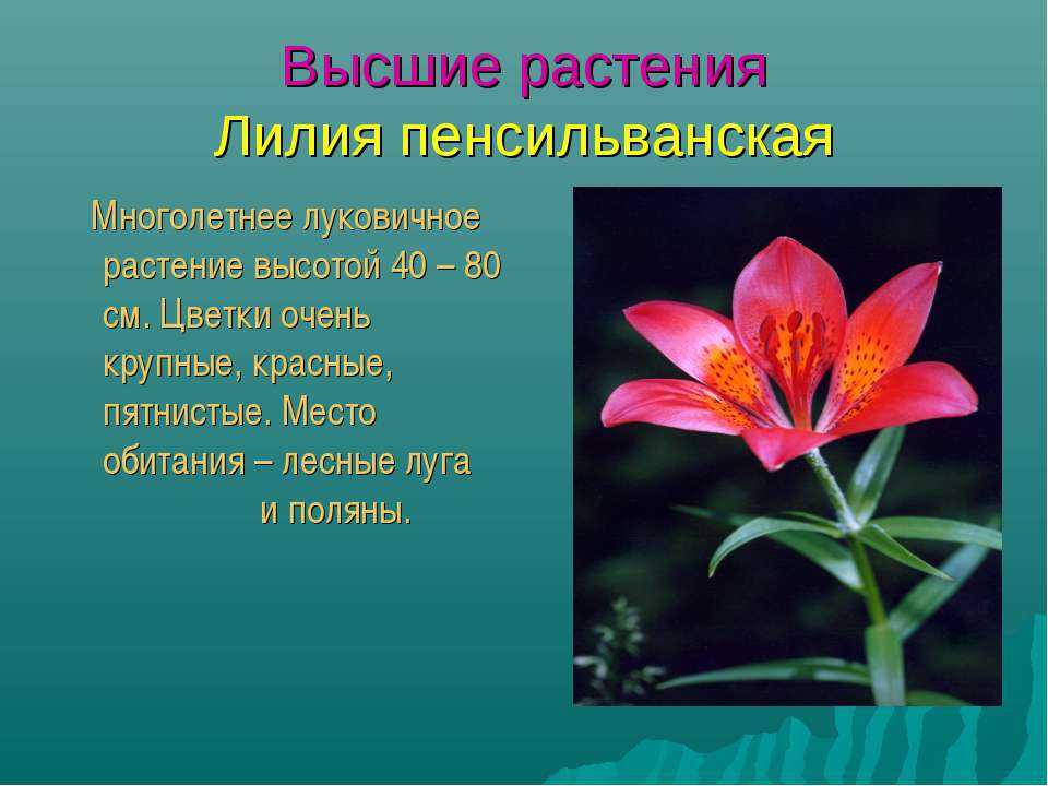 Презентация по экологии красная книга бурятии  доклад, проект