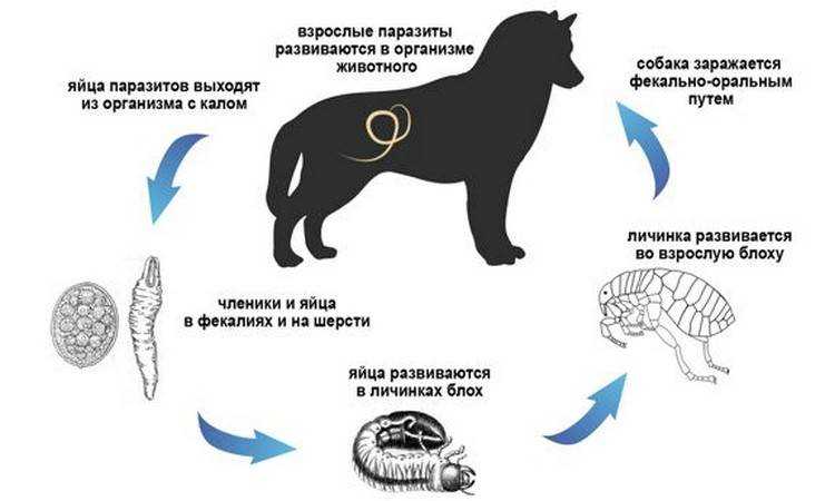 Легочные глисты у собак: симптомы и лечение. кашель у собак от глистов. лечение аскарид у собак. лечение аскаридоза у собак.