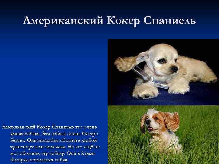 Американский кокер спаниель: стандарт породы, окрас, как выбрать щенка