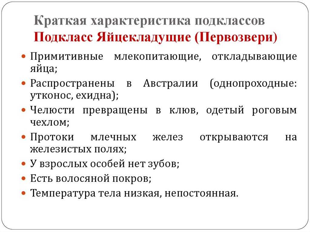 Класс млекопитающие: характеристика, особенности строения, происхождение и развитие