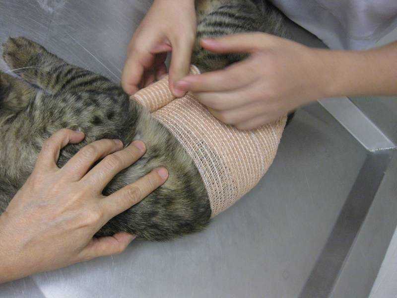 Грыжа у кота - причины и лечение | различные вид грыжи у кота