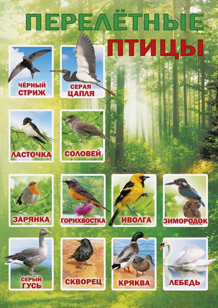 Осёдлые птицы. описания, названия и виды осёдлых птиц.  доклад, проект