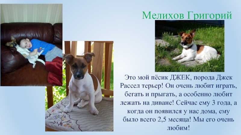 Клички для джек-рассел-терьера