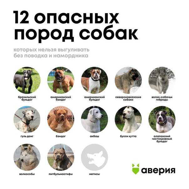 Когда появился и кто входит в список опасных пород собак, принятый Госдумой на самом деле Почему в перечень записали именно эти виды питомцев Что изменится для владельцев животных из списка Мнение собаководов о законе