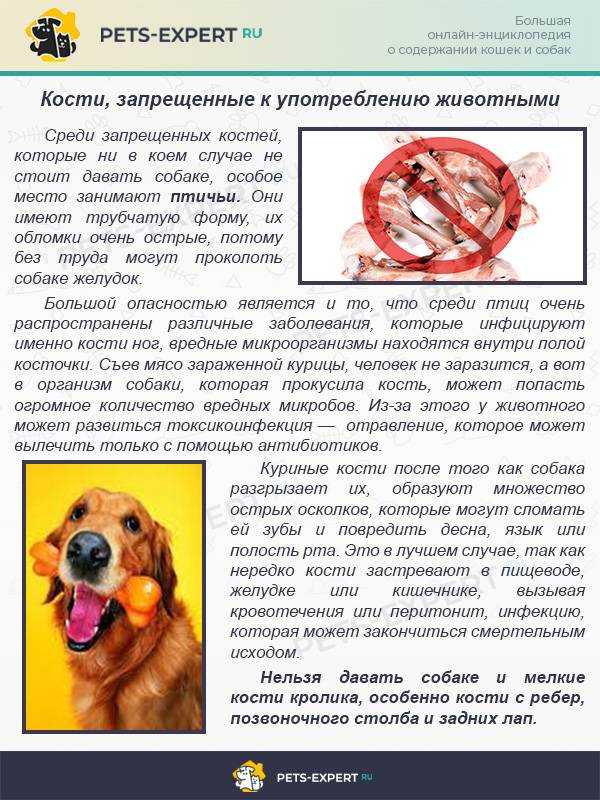 Почему собакам нельзя свинину и свиные кости?