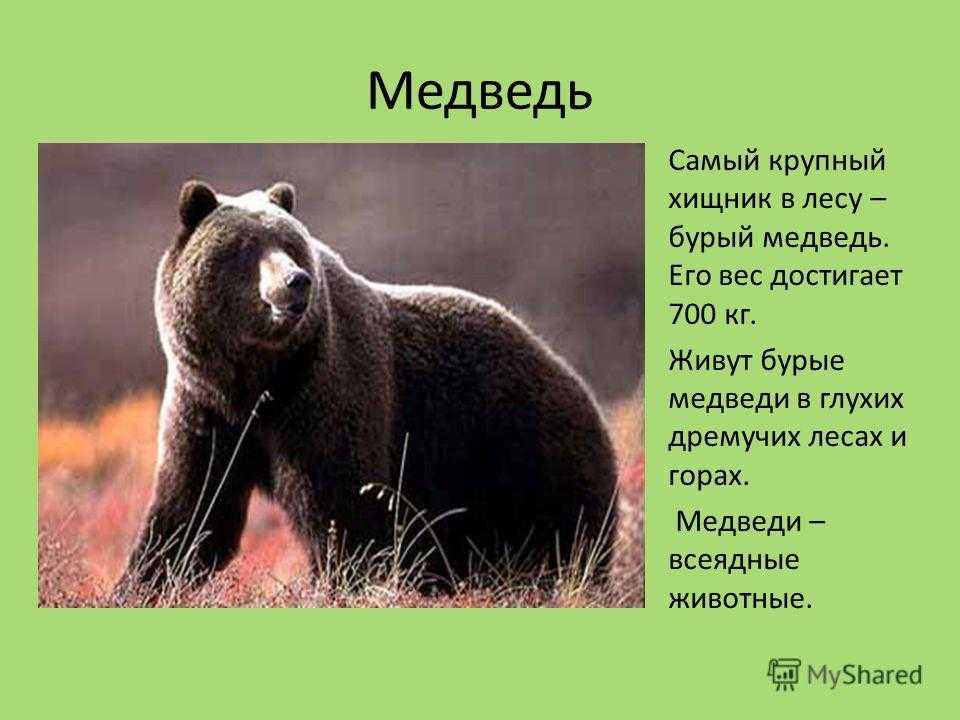 Среда обитания медведя гризли. |