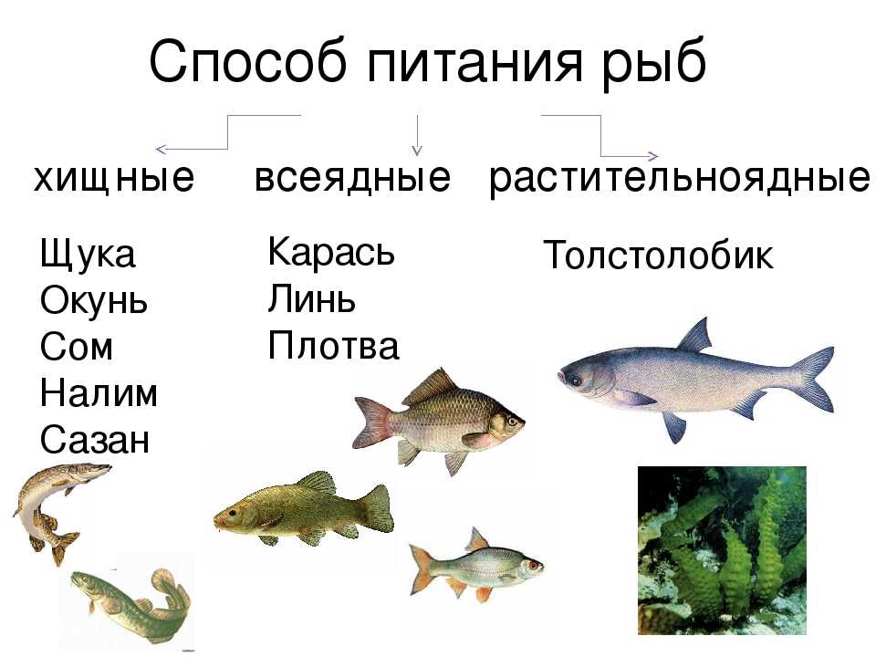 Самые популярные морские рыбы: названия, описание и фото