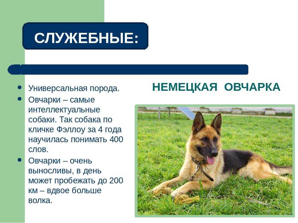 Немецкая овчарка: стандартные и необычные окрасы