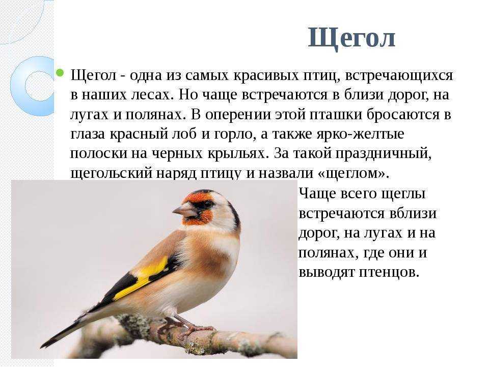 Щегол: внешний вид, фото, особенности, интересные факты, среда обитания