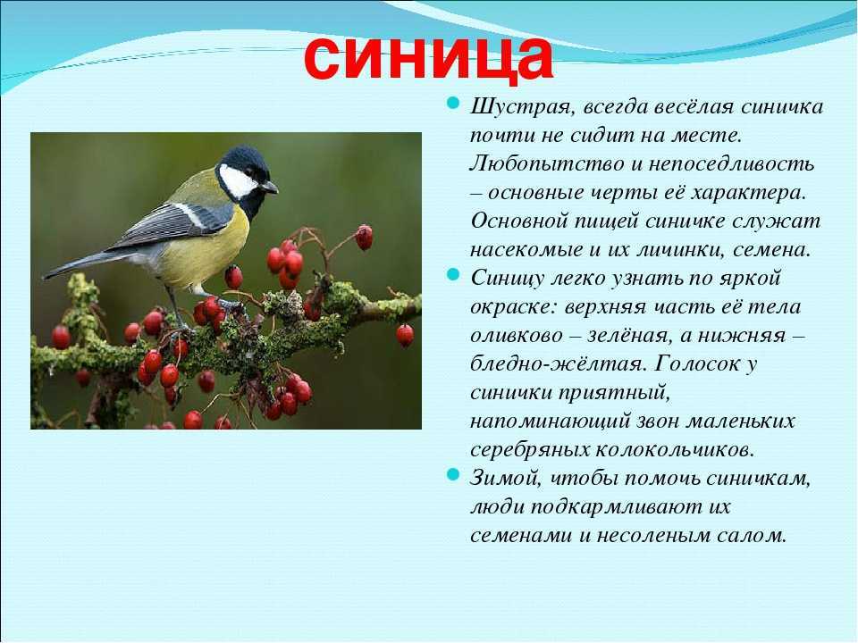 Синица: описание птицы