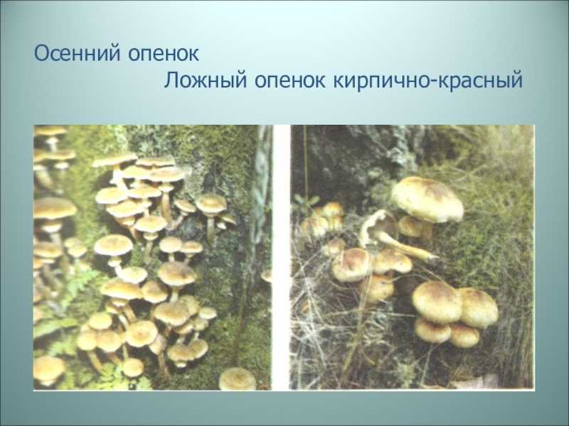 Как отличить съедобные и несъедобные опята