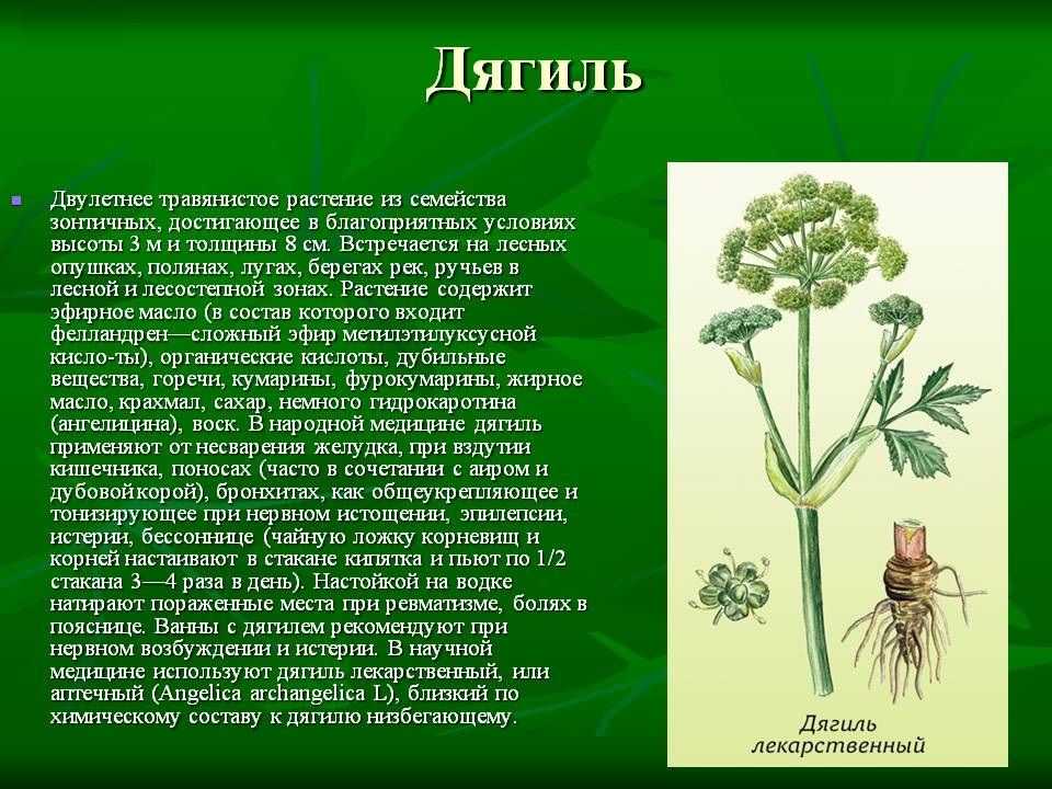 Дягиль лекарственный | лесная кладовая