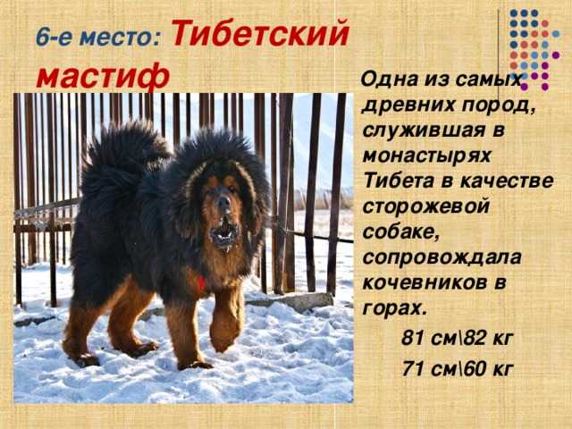 Основные сведения о тибетских мастифах: размеры, характер, особенности ухода