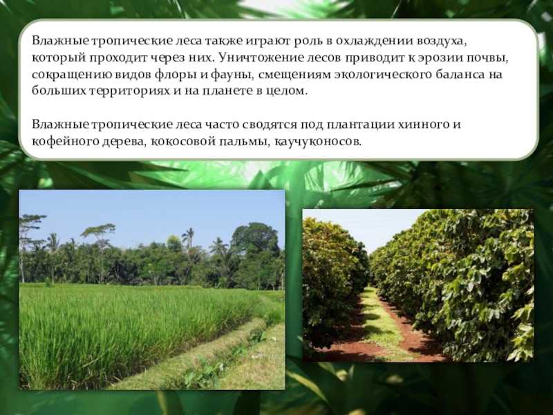 Экологические проблемы тропических лесов. экологические проблемы лесных зон