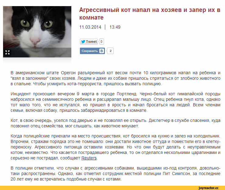 Как отучить кота кусаться, кидаться и царапаться: лучшие приёмы воспитания