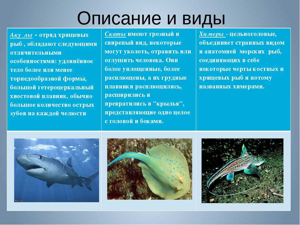 Все про акул