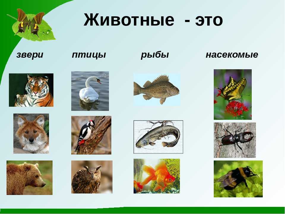 Животные смоленской области: виды и многообразие