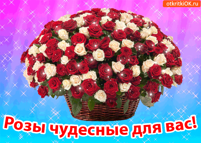 Как дать лекарство кошке, собаке и прочим животным