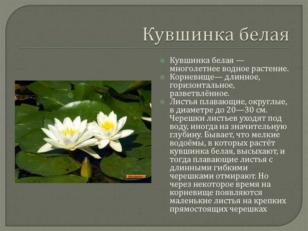 Кувшинка - водное растение семейства кувшинковые. экопарк  z