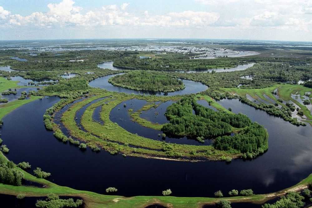 Болото — виды, причины образования и роль в природе