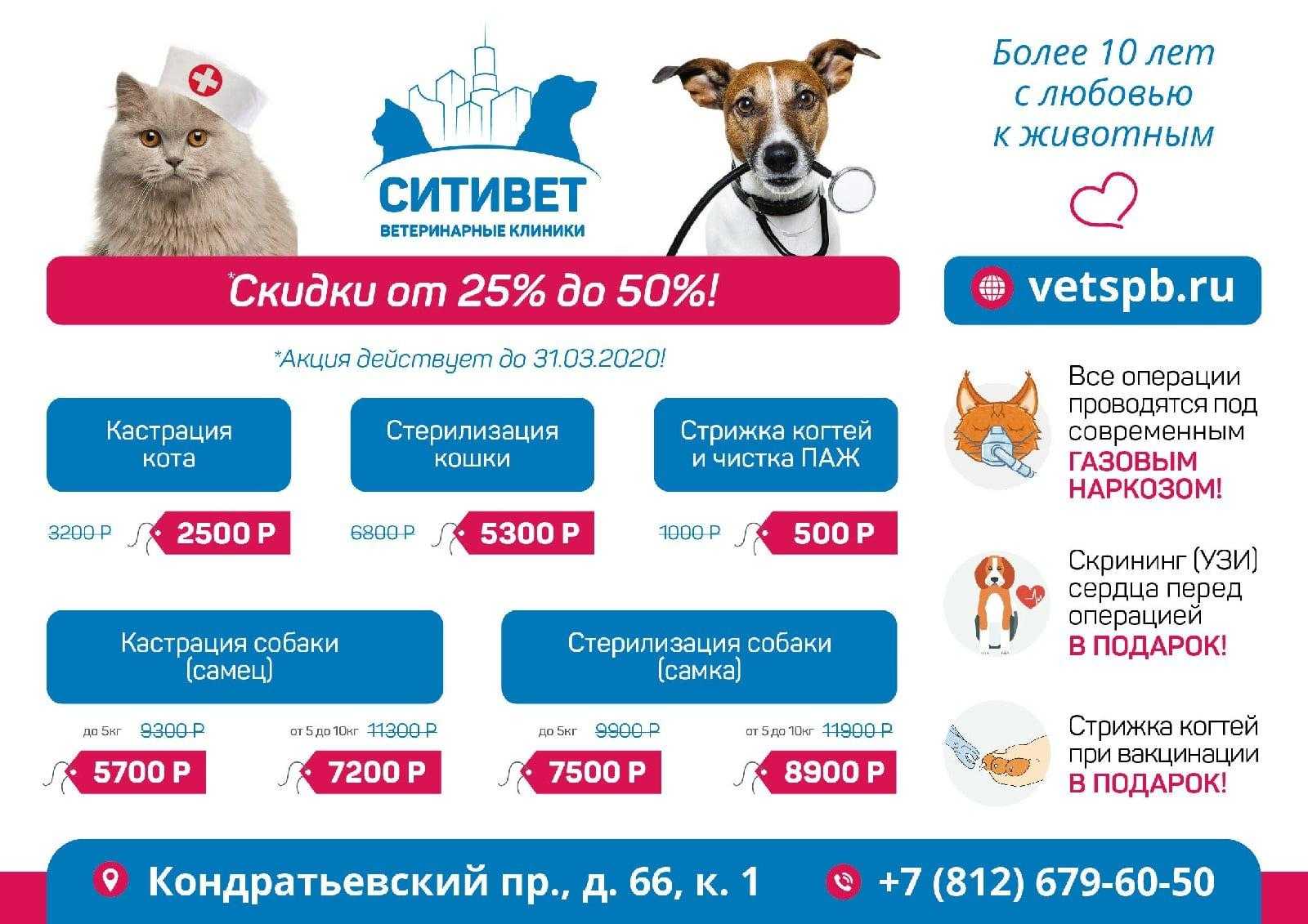 Как дать коту таблетку - правильно, если он выплевывает, из шприца, как заставить съесть