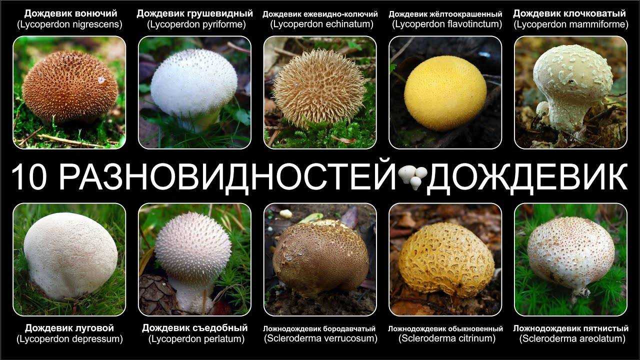 Грибы-дождевики: разновидности и способы приготовления