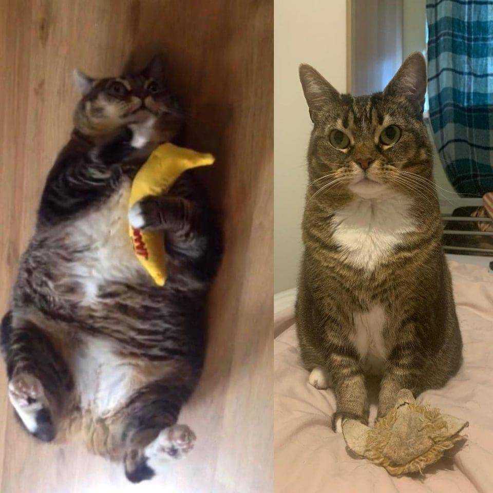 Кошка худеет