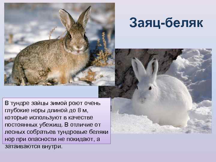 Заяц-беляк, фото