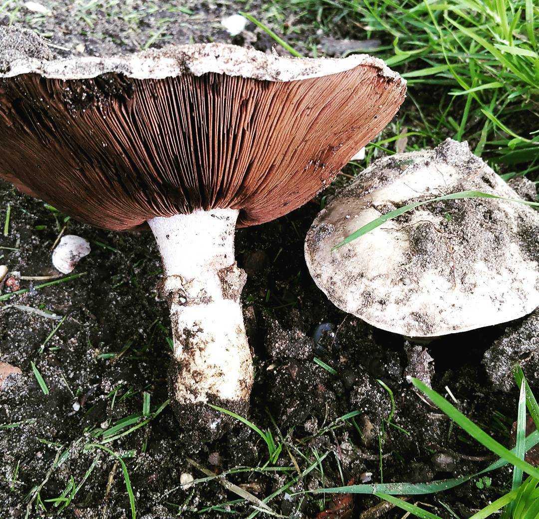 Грибы шампиньоны фото и описание.