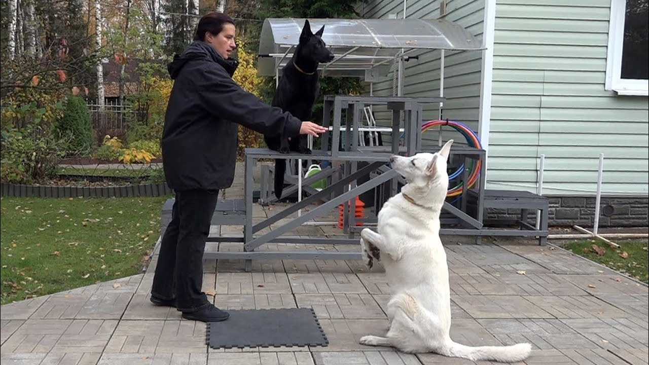 Собака стоит на задних лапах: видео, фото