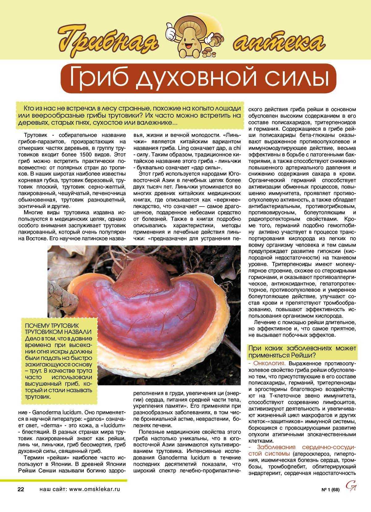 Трутовик лакированный (рейши): фото, описание и применение