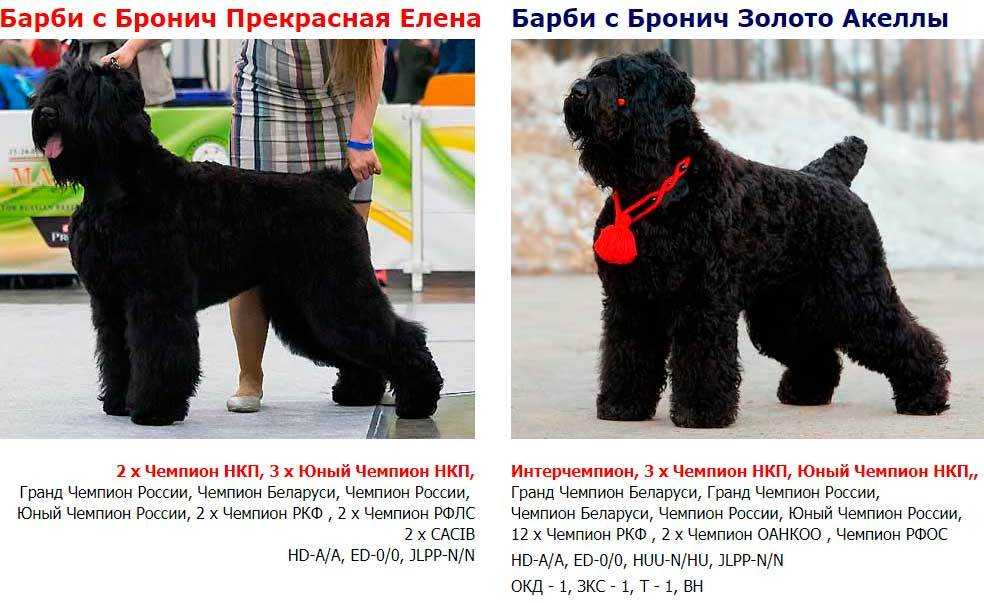 Чёрный терьер — универсальная собака, верный защитник и лучший друг