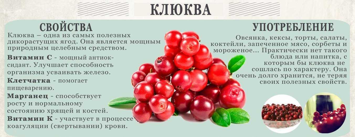 Клюква болотная: полезные свойства для организма человека